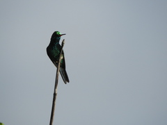 Cynanthus forficatus