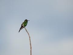 Cynanthus forficatus
