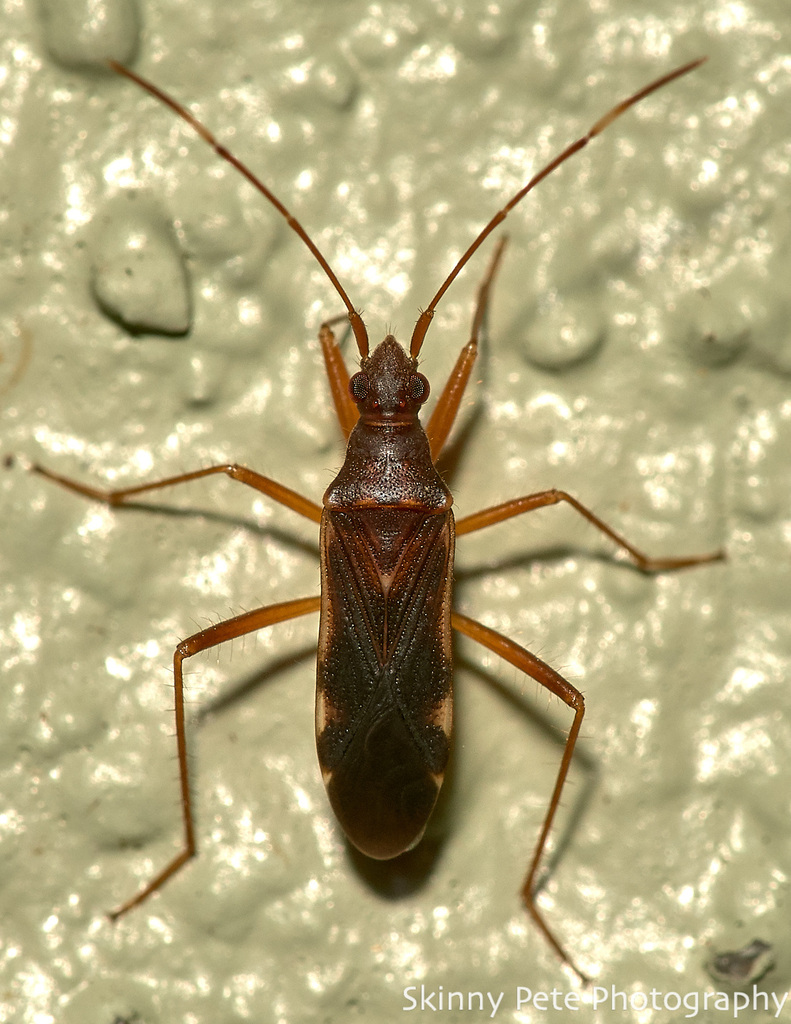 Ozophora trinotata