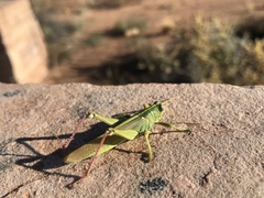 Schistocerca alutacea