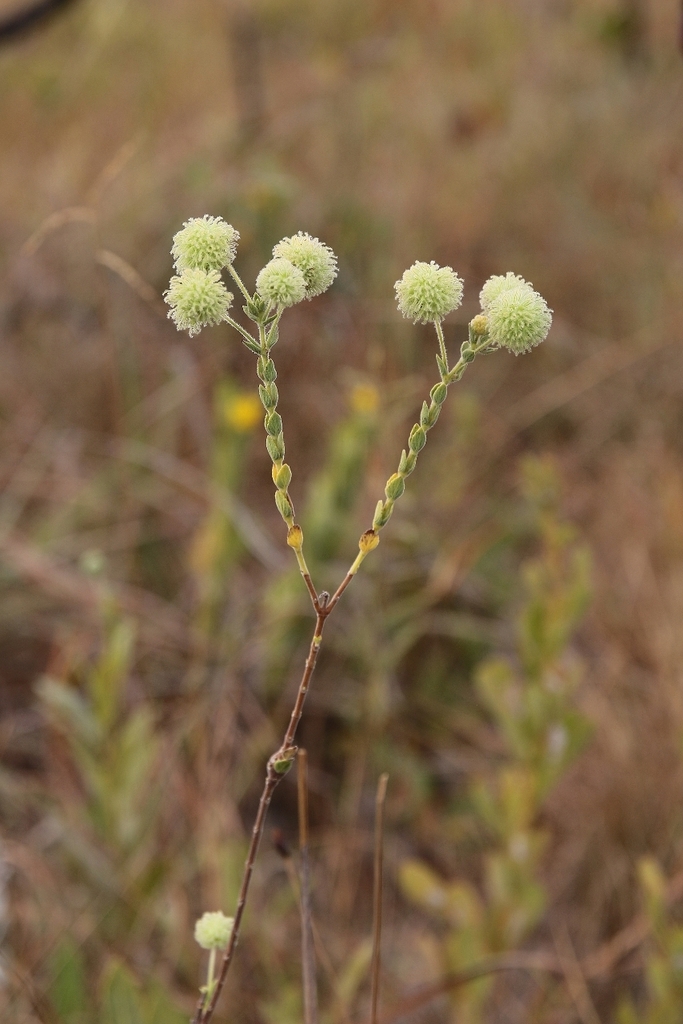 Cyanocephalus adpressus