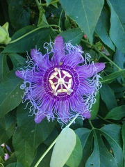 Passiflora