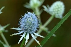 Eryngium aquaticum