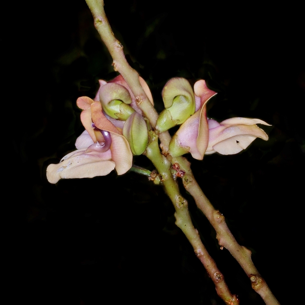 Ancistrotropis firmula