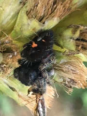 Phidippus audax
