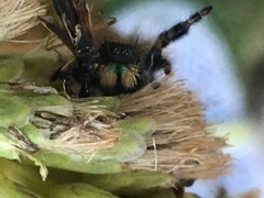 Phidippus audax