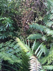 Cyathea dealbata