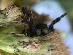 Phidippus audax