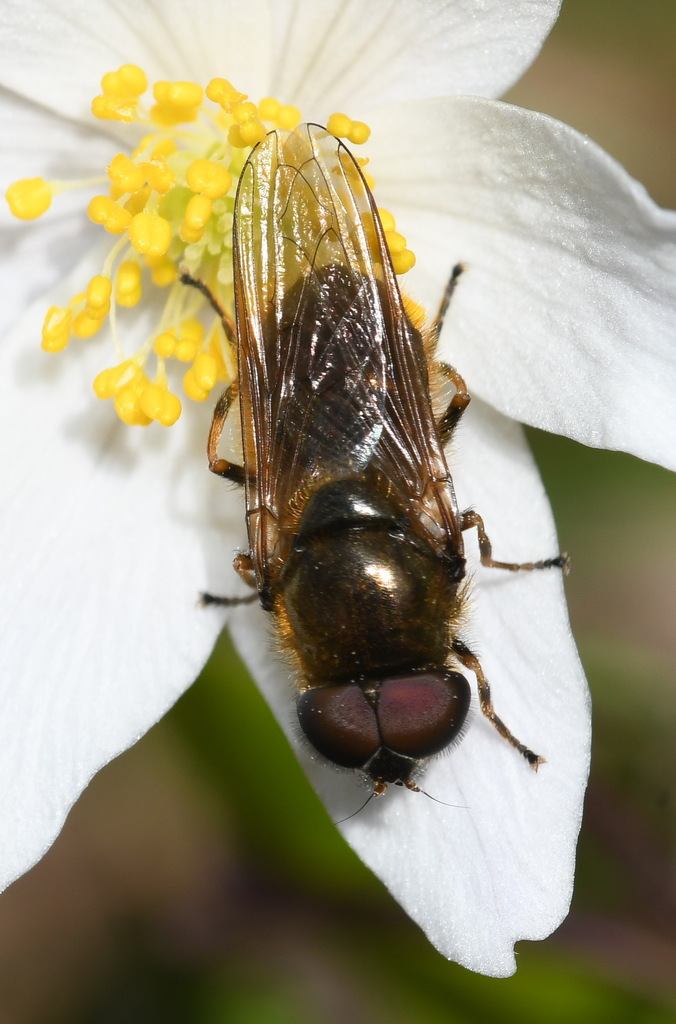 Cheilosia vernalis