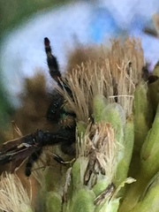 Phidippus audax