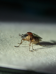 Dilophus neoinsolitus