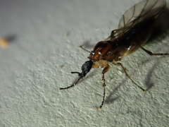 Dilophus neoinsolitus