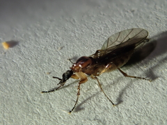 Dilophus neoinsolitus