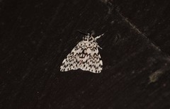 Lymantria singapura