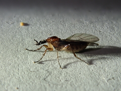 Dilophus neoinsolitus