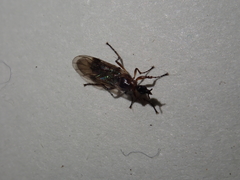 Dilophus neoinsolitus