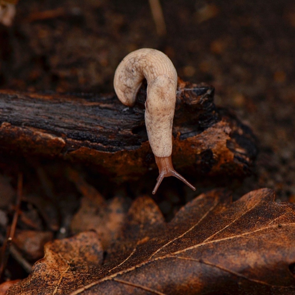 Deroceras turcicum