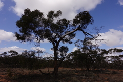 Eucalyptus oleosa oleosa