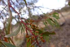 Eucalyptus oleosa oleosa