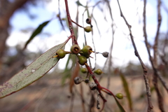 Eucalyptus oleosa oleosa