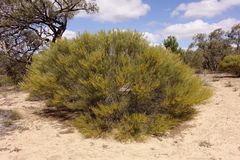 Acacia euthycarpa euthycarpa