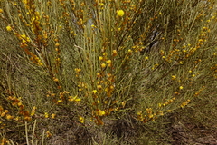 Acacia euthycarpa euthycarpa