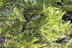 Libocedrus plumosa