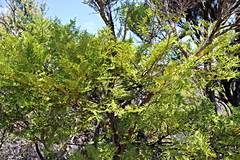 Libocedrus plumosa