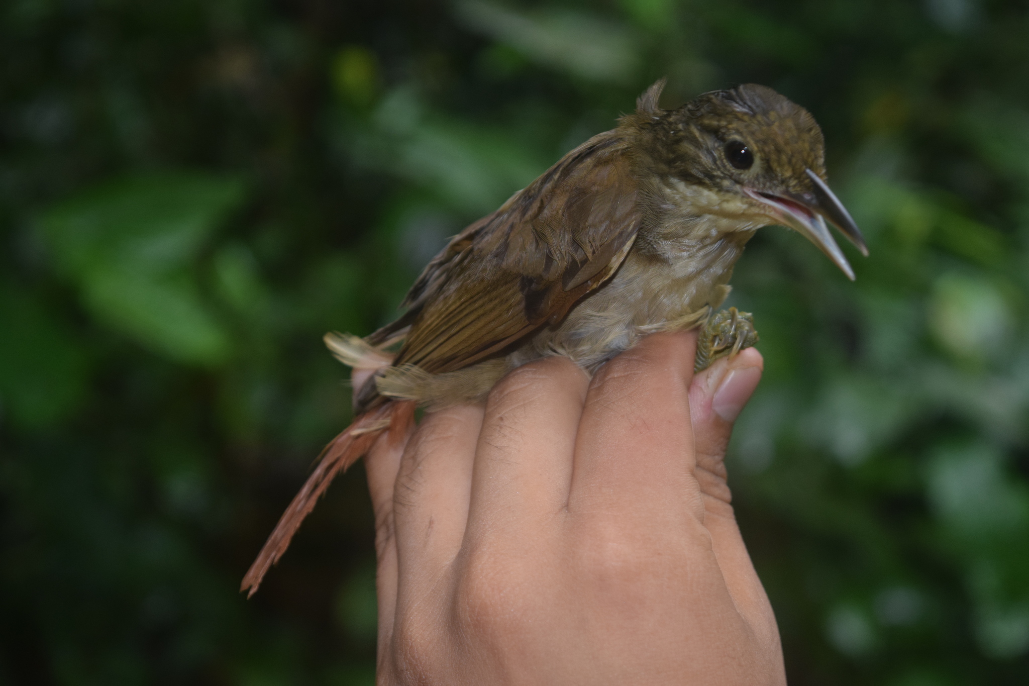 Olive-backed Foliage-gleaner (Automolus infuscatus), photo 5