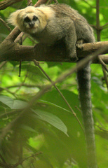 Callithrix flaviceps