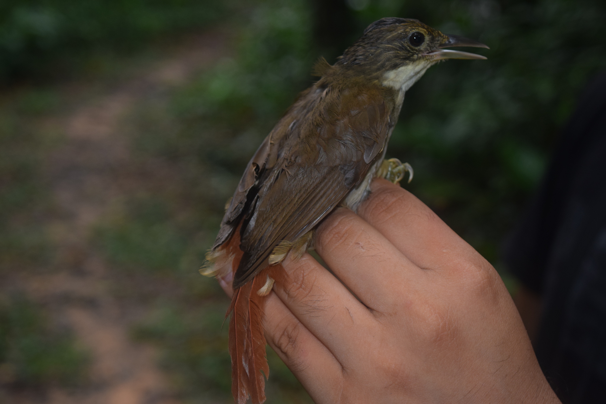 Olive-backed Foliage-gleaner (Automolus infuscatus), photo 6