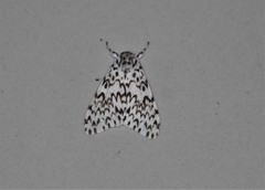 Lymantria singapura