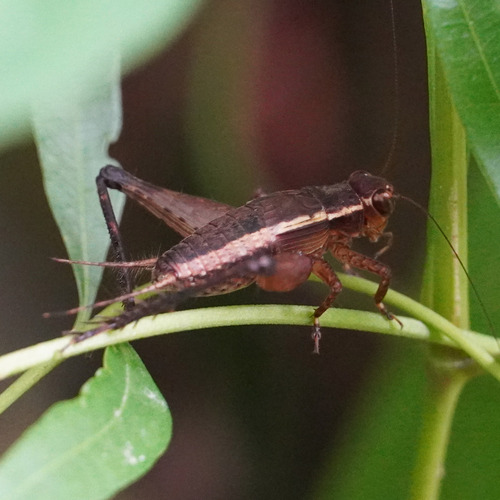 Photo of Lua's Cricket (Lebinthus luae)