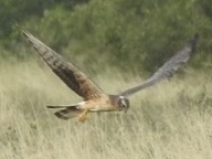 Pallid Harrier