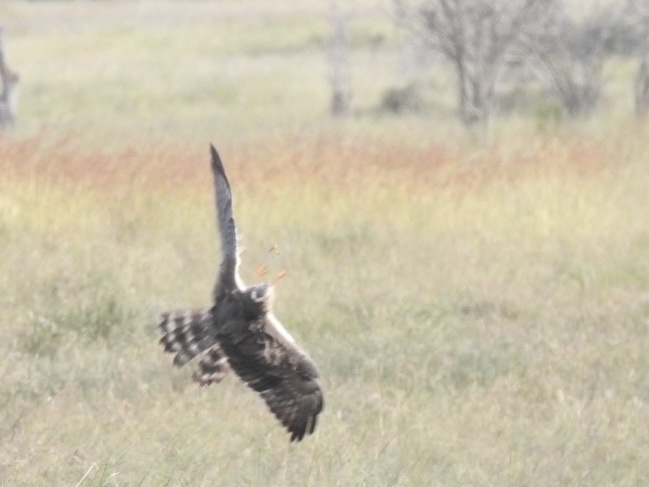 Pallid Harrier