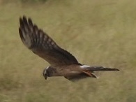 Pallid Harrier