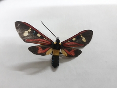 Histioea