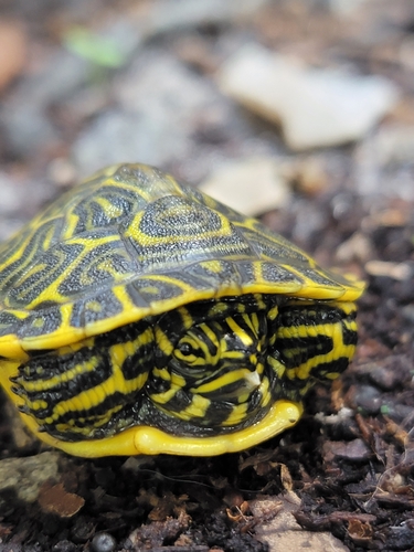 Peninsular Cooter, Davie, FL 33325, USA, photo 7 of 10