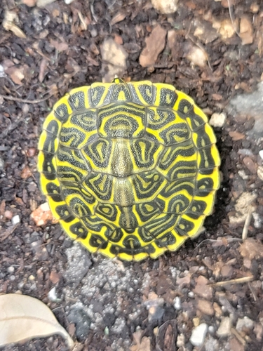 Peninsular Cooter