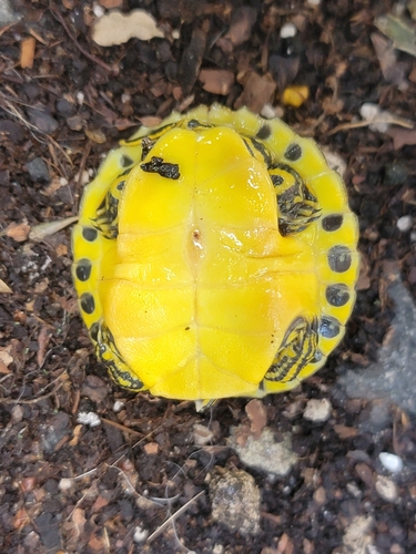Peninsular Cooter
