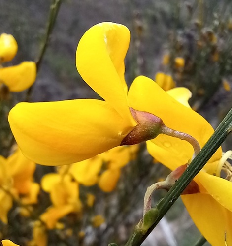 Portuguese Broom