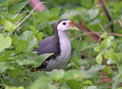 Amaurornis phoenicurus