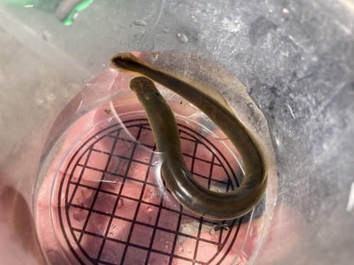 Westelijke rivierprik (Lampetra ayresii) — Petromyzontidae — 3