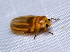 Image of Ocoaxo lineatus