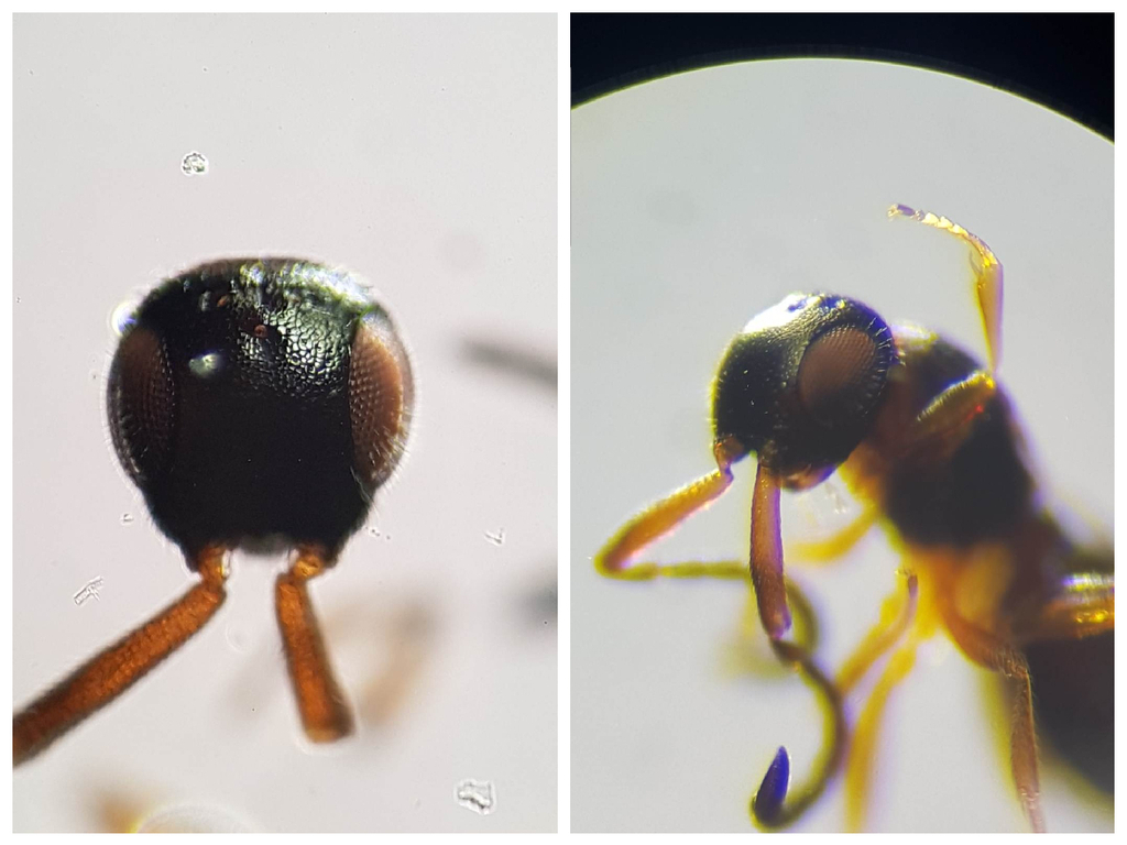 Conostigmus rufipes