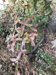 Acer pilosum