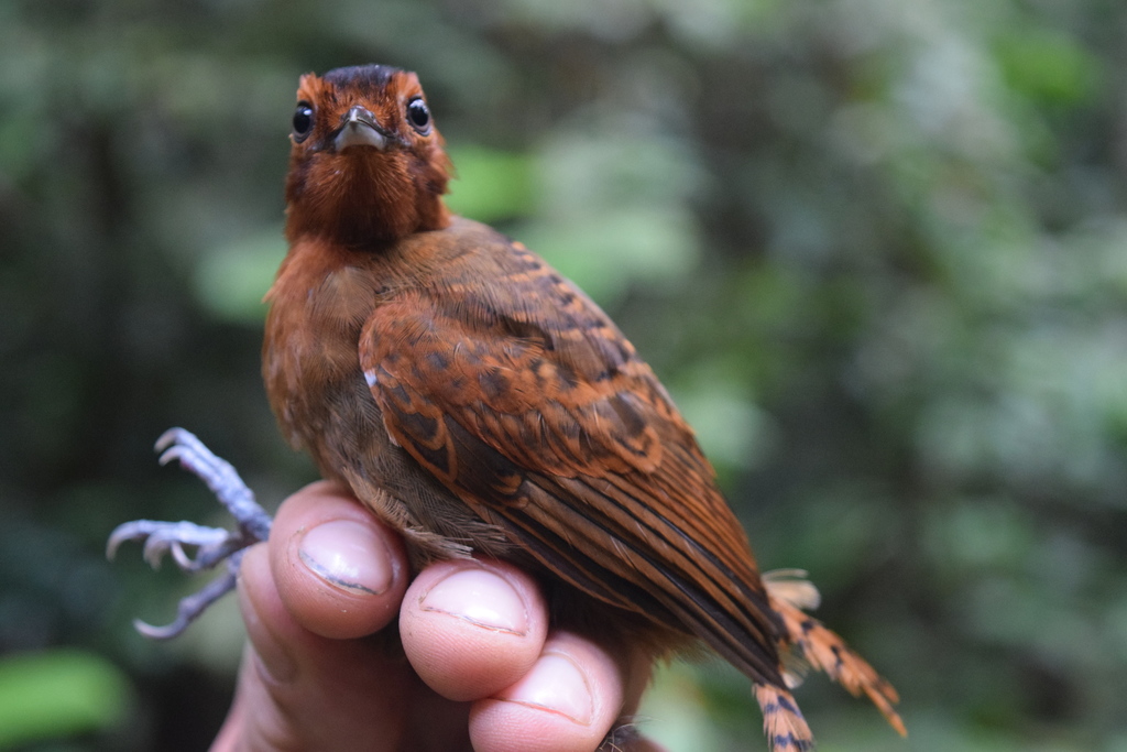 White-throated Antbird photo
