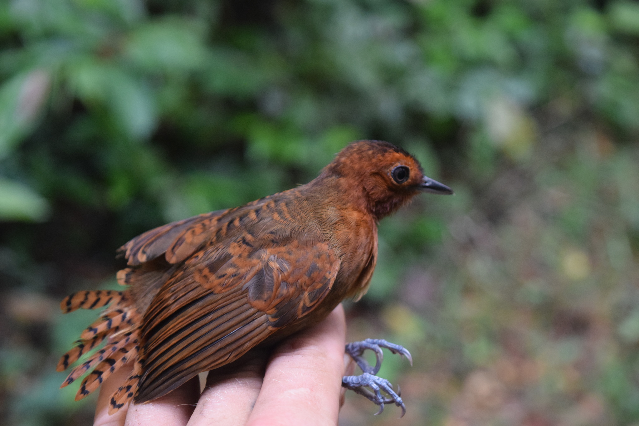 White-throated Antbird illustration
