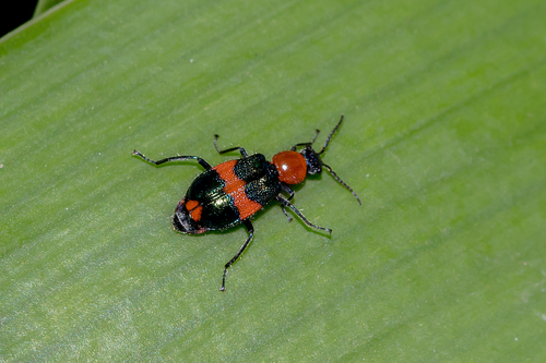 Red and Blue Beetle photo 4