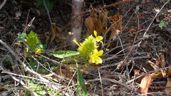 Barleria oenotheroides